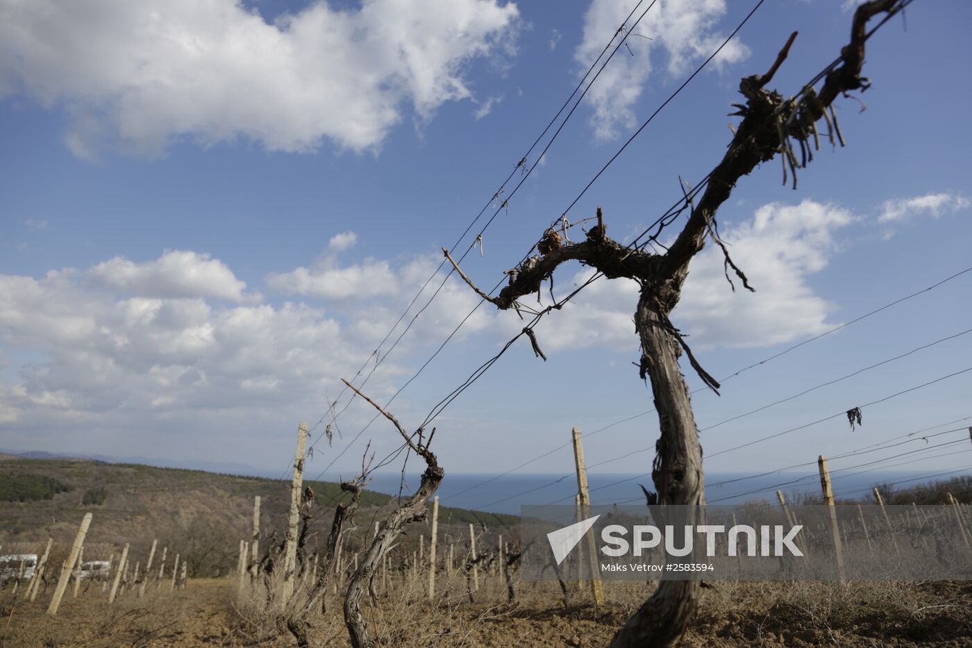 Massandra Winery in Crimea