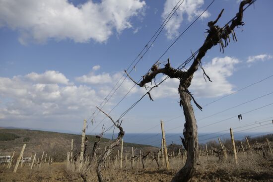 Massandra Winery in Crimea