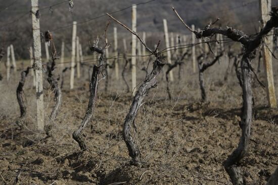 Massandra Winery in Crimea