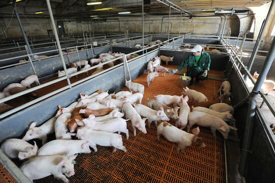 Rodnikovsky pig-breeding farm in Chelyabinsk Region