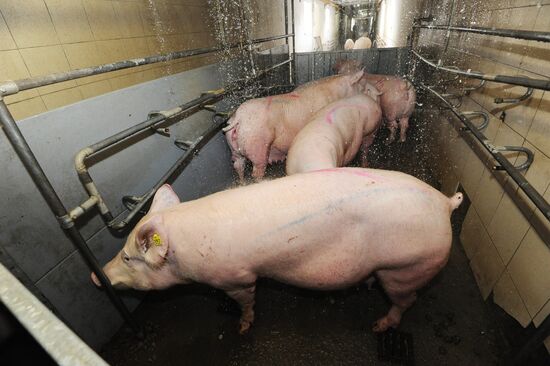 Rodnikovsky pig-breeding farm in Chelyabinsk Region