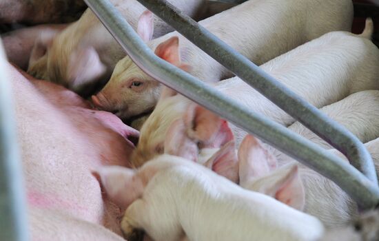 Rodnikovsky pig-breeding farm in Chelyabinsk Region