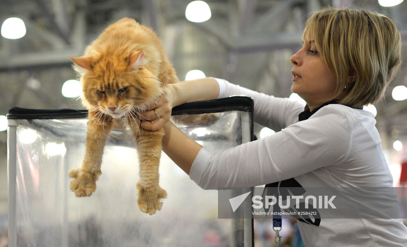 CATSBURG-2015 International Cat Show