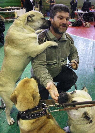 All-Russian dog exhibition in Vladivostok