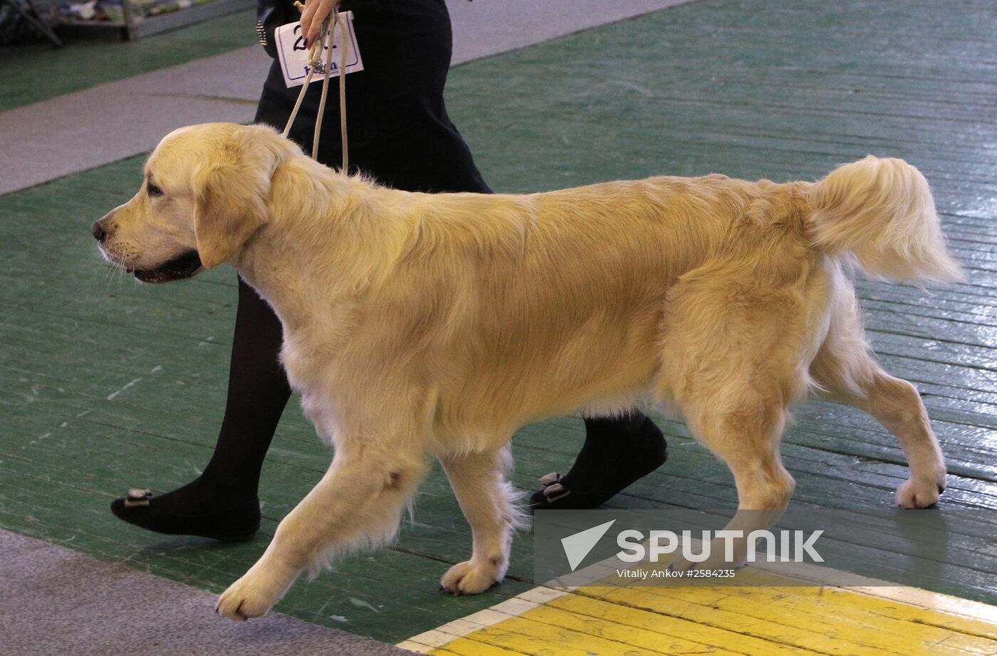 Dog exhibition in Vladivostok