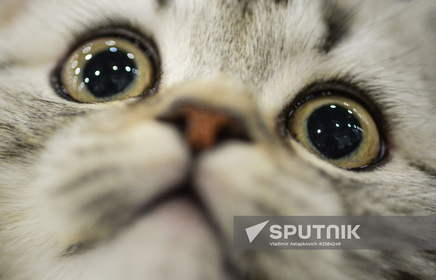 CATSBURG-2015 International Cat Show