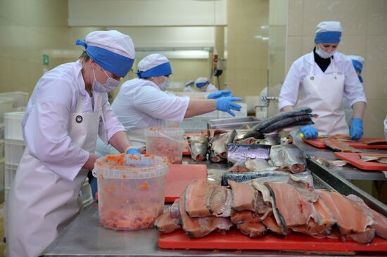 Fish processing factory of Kamshat Group of Companies in Novosibirsk