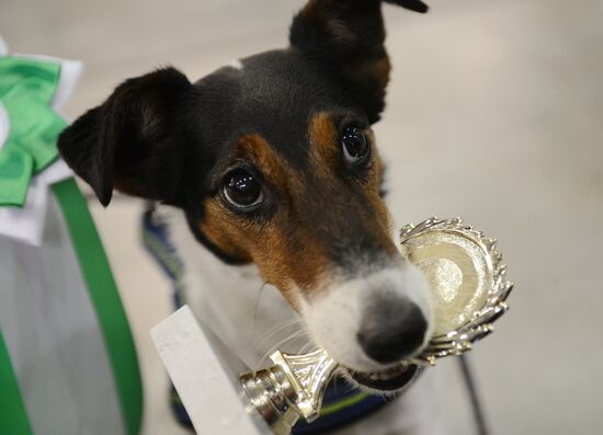 International Dog Show "Eurasia - 2015"