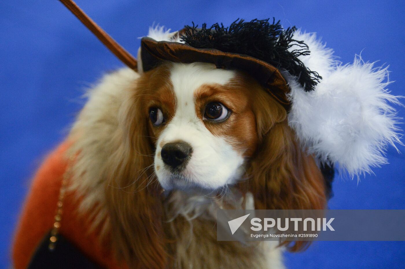 International Dog Show "Eurasia - 2015"