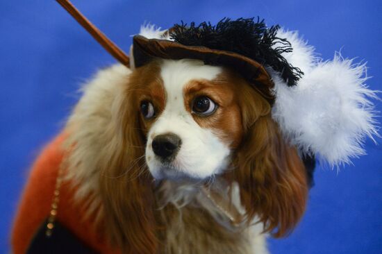 International Dog Show "Eurasia - 2015"