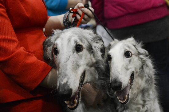 International Dog Show "Eurasia - 2015"