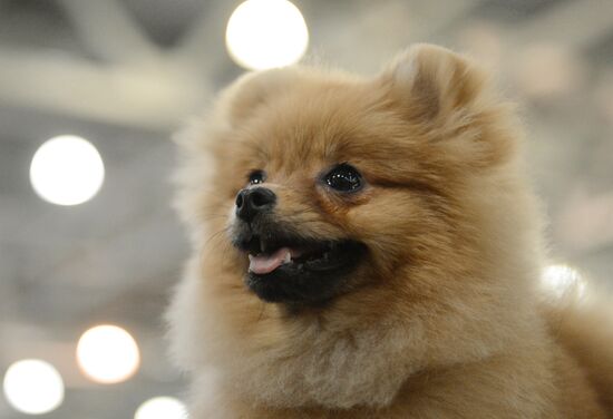 International Dog Show "Eurasia - 2015"