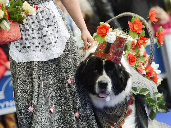International Dog Show "Eurasia - 2015"