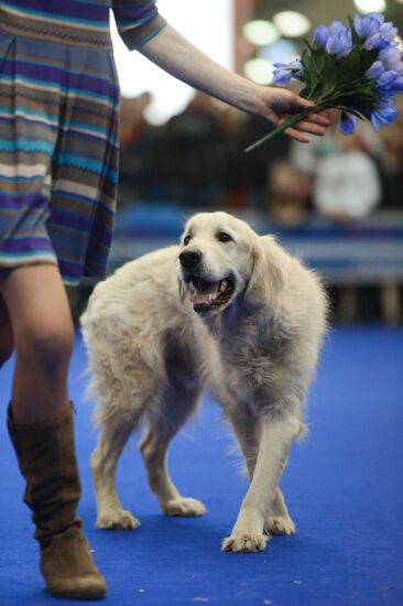 International Dog Show "Eurasia - 2015"