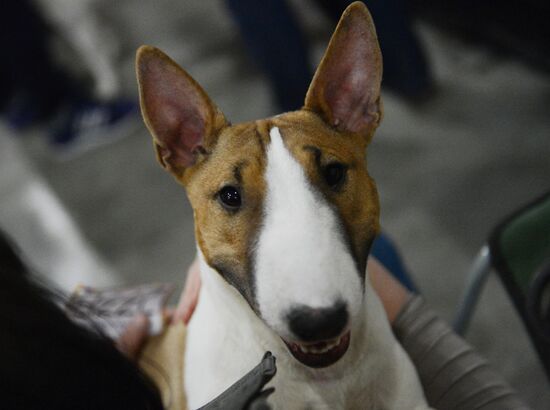 International Dog Show "Eurasia - 2015"
