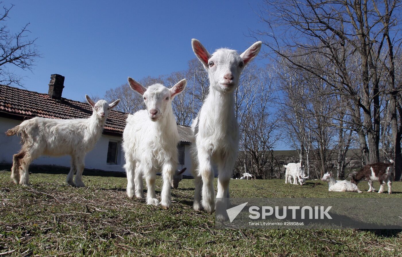 Goat farm in Crimea