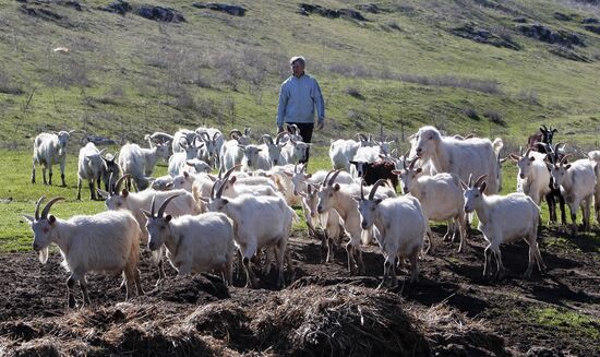 Goat farm in Crimea
