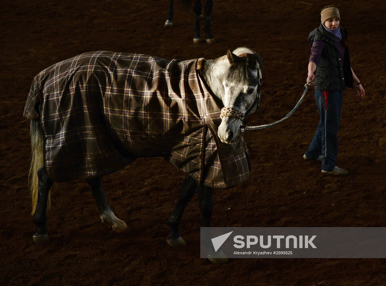 Equestrian training center in Novosibirsk