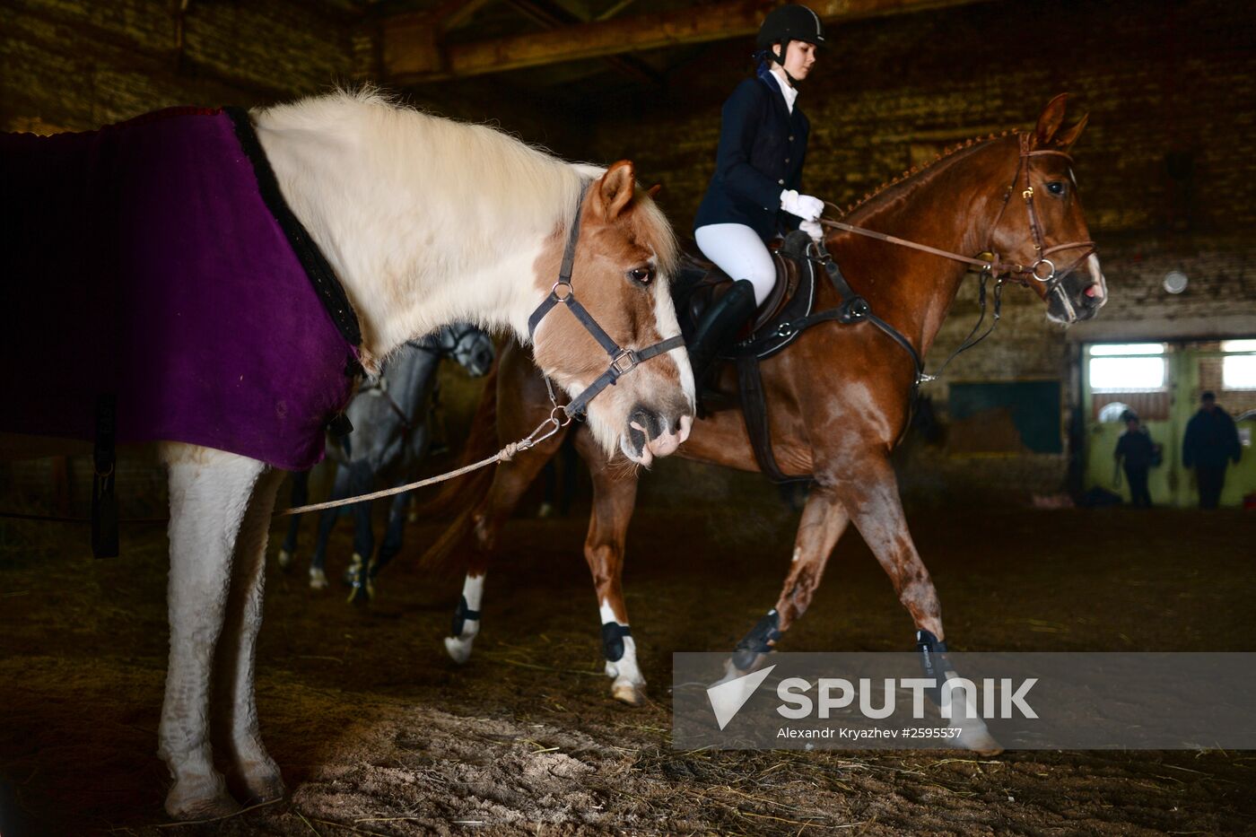 Equestrian training center in Novosibirsk