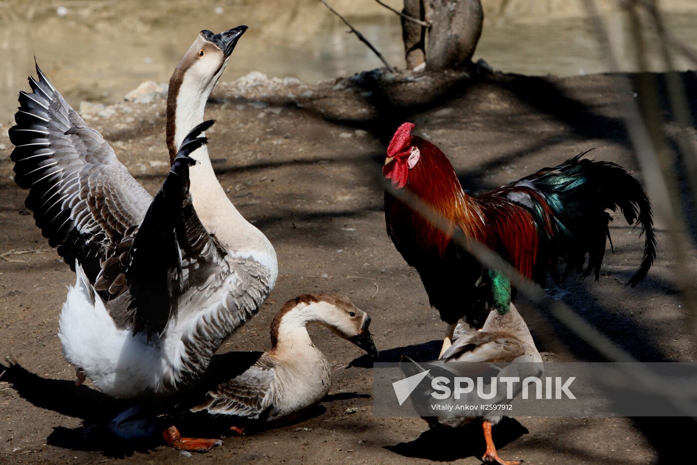 International Bird Day at a private zoo in Vladivostok