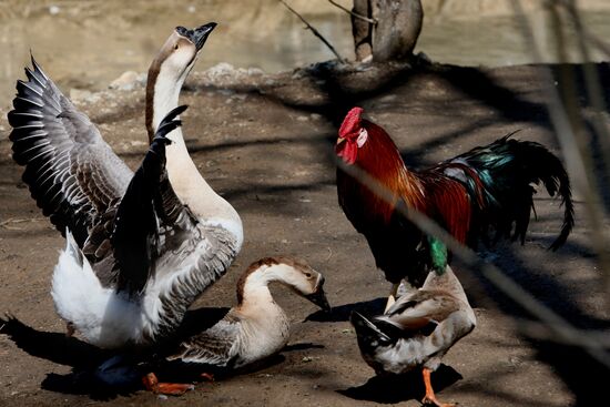 International Bird Day at a private zoo in Vladivostok