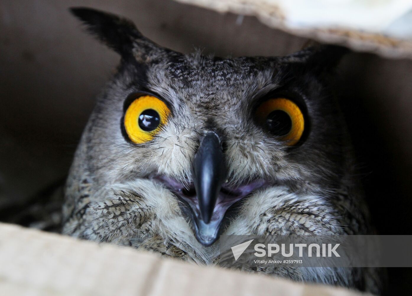 International Bird Day at a private zoo in Vladivostok