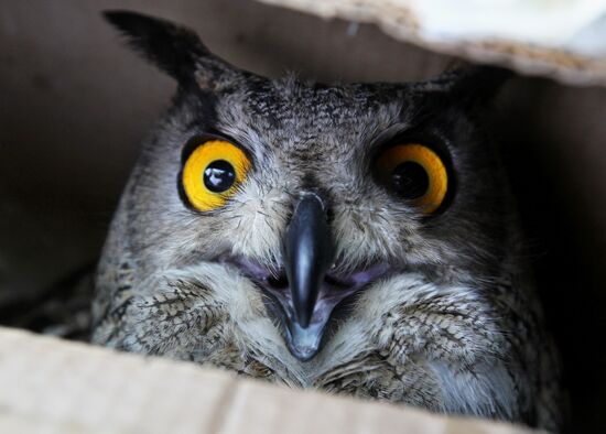 International Bird Day at a private zoo in Vladivostok