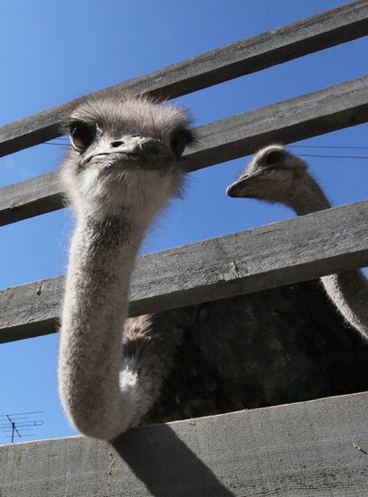 International Bird Day at a private zoo in Vladivostok