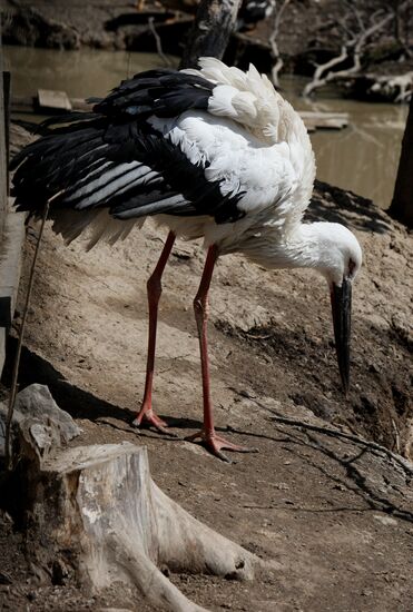 International Bird Day at a private zoo in Vladivostok