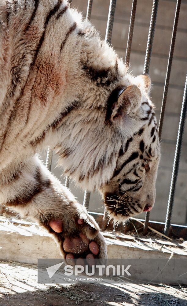 International Bird Day at a private zoo in Vladivostok