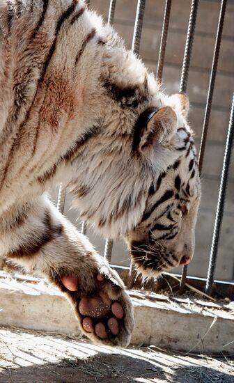 International Bird Day at a private zoo in Vladivostok