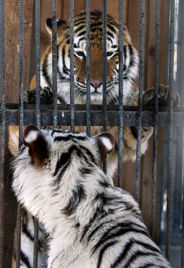 International Bird Day in private zoo in Vladivostok