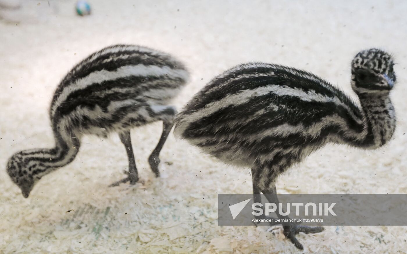 Emu ostrich chicks