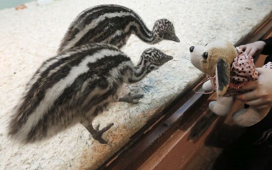 Emu ostrich chicks