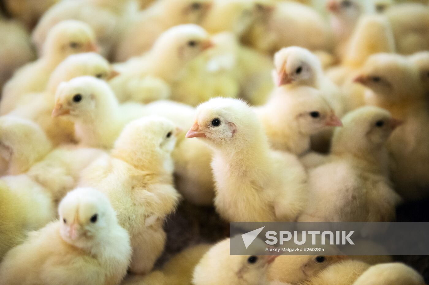 Sibirskaya poultry plant in Omsk