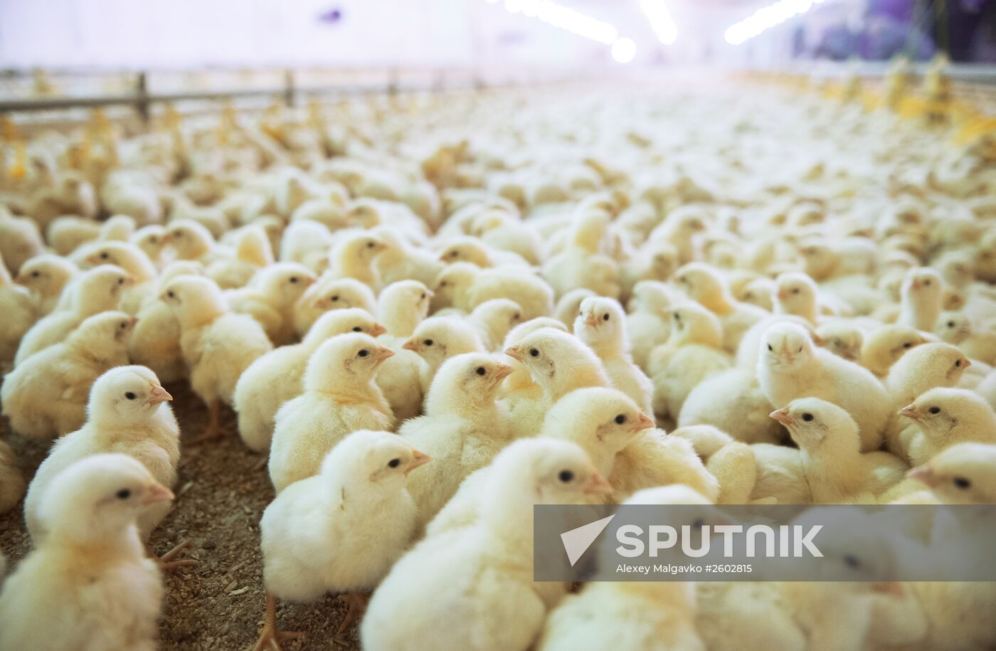 Sibirskaya poultry plant in Omsk