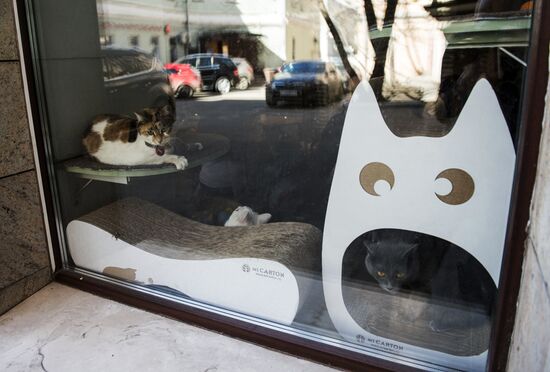 Catcafe "Cats and People"