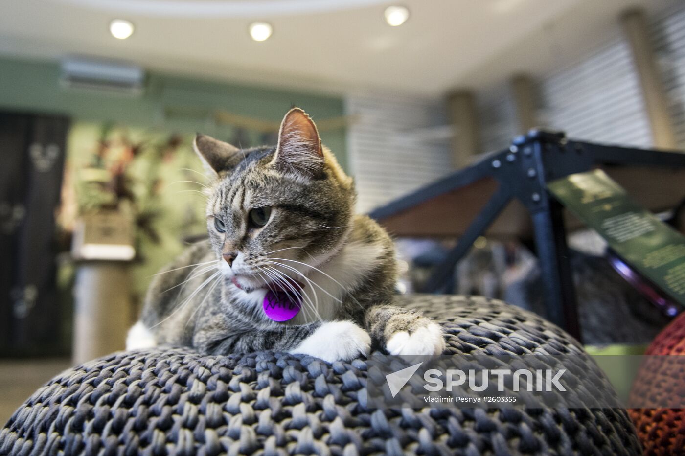 Catcafe "Cats and People"