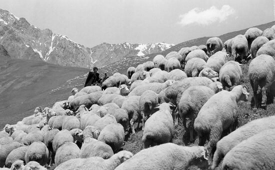 Pasture in the mountains