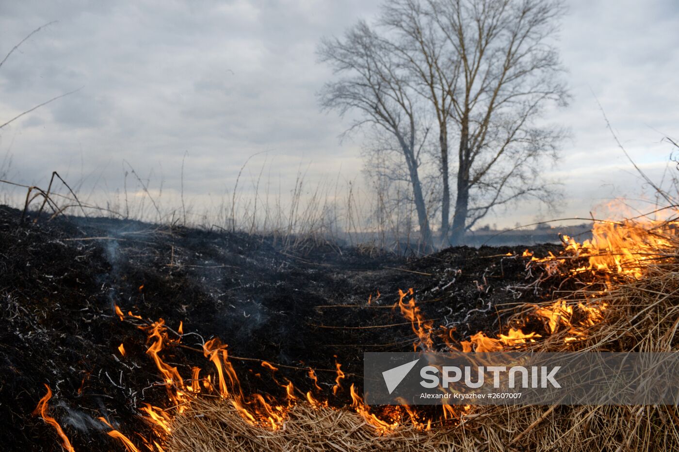 Dry grass burns in the Novosibirsk Region