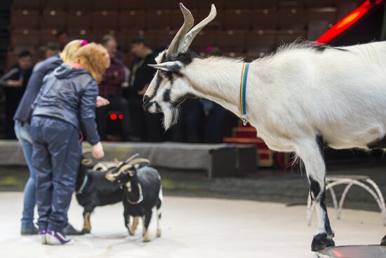 Backstage Secrets workshop at Big Moscow Circus