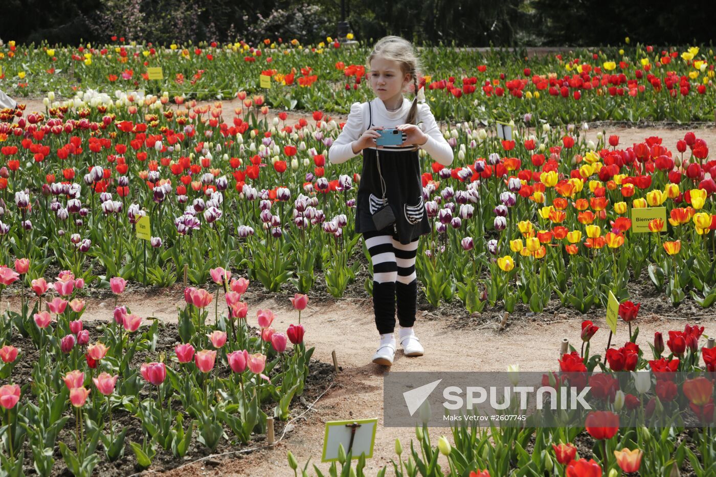 Parade of Tulips in the Nikitsky Botanical Gardens