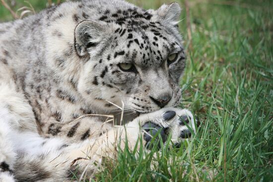 Snow leopards in Kyrgyzstan