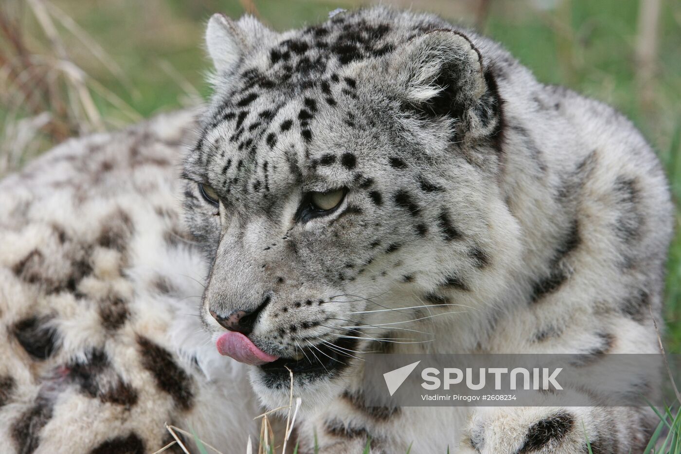 Snow leopards in Kyrgyzstan