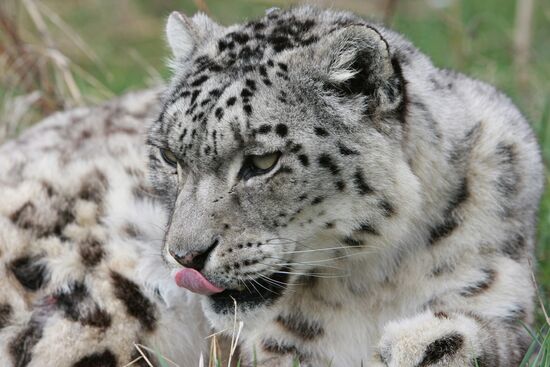 Snow leopards in Kyrgyzstan