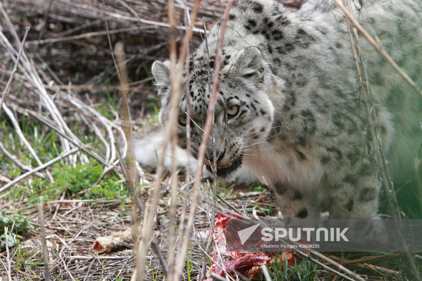 Snow leopards in Kyrgyzstan