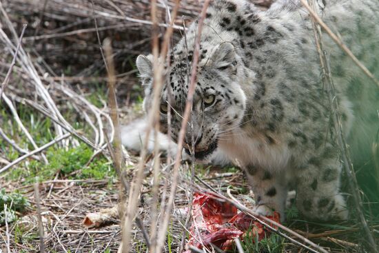 Snow leopards in Kyrgyzstan