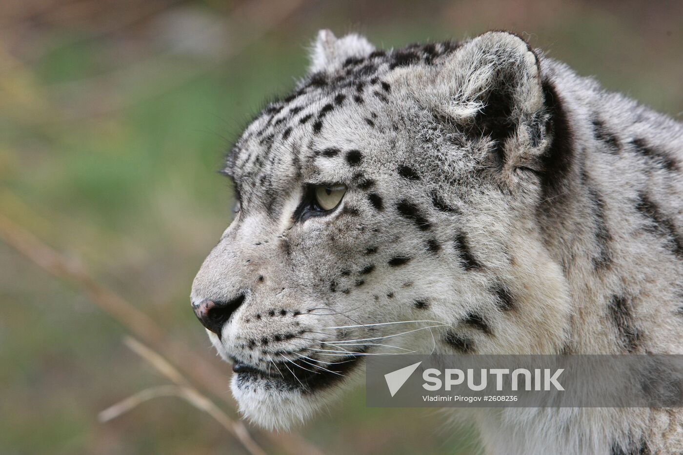Snow leopards in Kyrgyzstan
