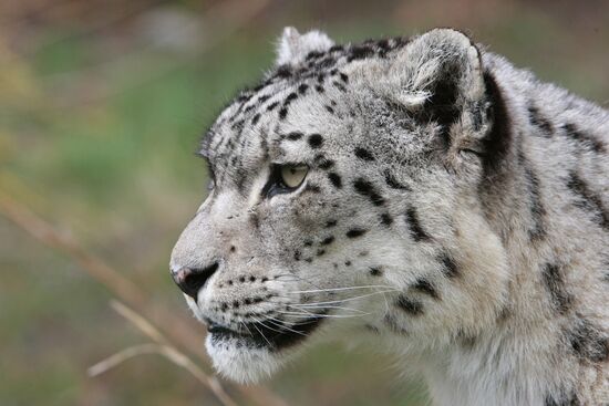 Snow leopards in Kyrgyzstan