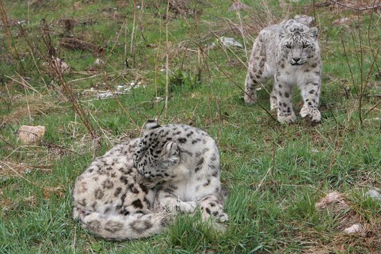 Snow leopards in Kyrgyzstan